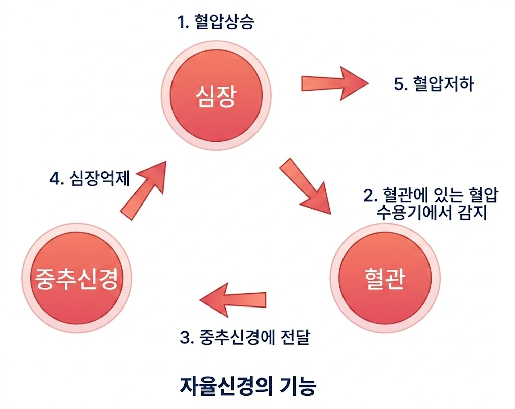 심장, 혈관, 중추신경이 원형으로 연결되어 혈압 상승 시 수용기 감지와 중추신경 전달을 통해 심장 억제 및 혈압 저하로 이어지는 정상적인 자율신경계 항상성 음성 피드백 루프 과정을 보여주는 의학 다이어그램.
