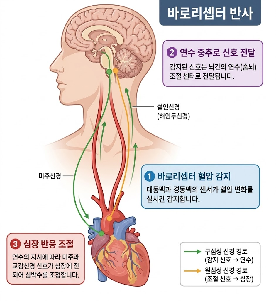 인체 측면 해부도에서 대동맥궁과 경동맥의 바로리셉터(압력수용기)가 혈압 변화를 감지하여 설인신경을 통해 뇌간의 연수(숨뇌)로 신호를 전달하고, 연수에서 미주신경 등의 원심성 경로를 통해 심장으로 조절 명령을 내려보내 심박수를 조절하는 바로리셉터 반사 메커니즘 일러스트.