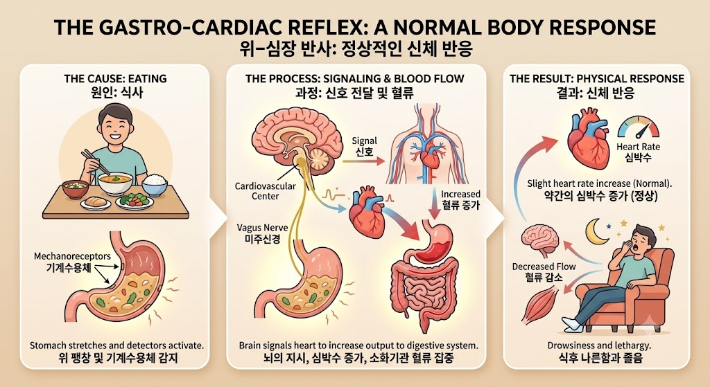 식사 후 위 팽창 및 기계수용체 감지(1단계), 미주신경을 통한 뇌간 심혈관 조절 중추 신호 전달 및 소화기관 혈류 집중(2단계), 약간의 심박수 증가와 뇌 및 근육 혈류 감소로 인한 식후 나른함과 졸음(3단계)으로 이어지는 위-심장 반사의 정상적인 생리 반응 과정을 나타낸 3단계 인포그래픽 일러스트.