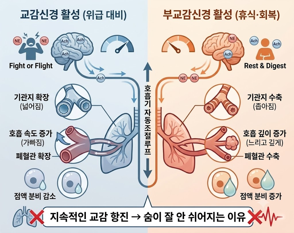 좌측의 파란색 영역은 교감신경 활성 시 기관지 확장, 호흡 속도 증가(가빳짐), 폐혈관 확장, 점액 분비 감소 기전을 보여주고, 우측의 주황색 영역은 부교감신경 활성 시 기관지 수축, 호흡 깊이 증가(느리고 깊게), 폐혈관 수축, 점액 분비 증가 기전을 대조하여 나타낸 후, 하단에 지속적인 교감 항진이 숨이 잘 안쉬어지는 이유가 됨을 명시한 호흡기 자동조절 루프 인포그래픽.