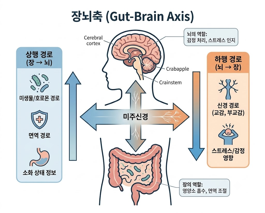 깨끗한 흰색 배경에 장과 뇌의 양방향 소통 구조를 나타낸 장뇌축 일러스트. 중앙의 인체 실루엣에는 대뇌 피질(Cerebral cortex), 미주신경, 장이 표시되어 있고, 좌측 '상행 경로(장→뇌)'에는 미생물·호르몬 경로, 면역 경로, 소화 상태 정보가, 우측 '하행 경로(뇌→장)'에는 교감·부교감 신경 경로와 스트레스·감정 영향이 흐름 화살표와 함께 정리된 인포그래픽.