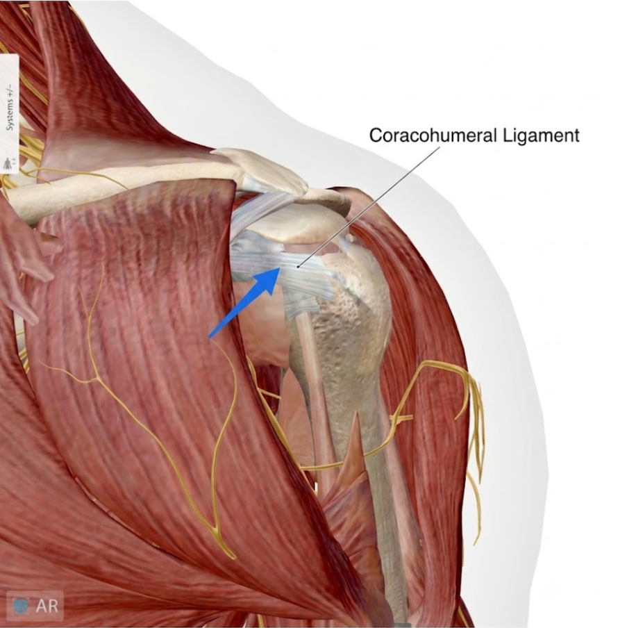 coracohumeral ligament