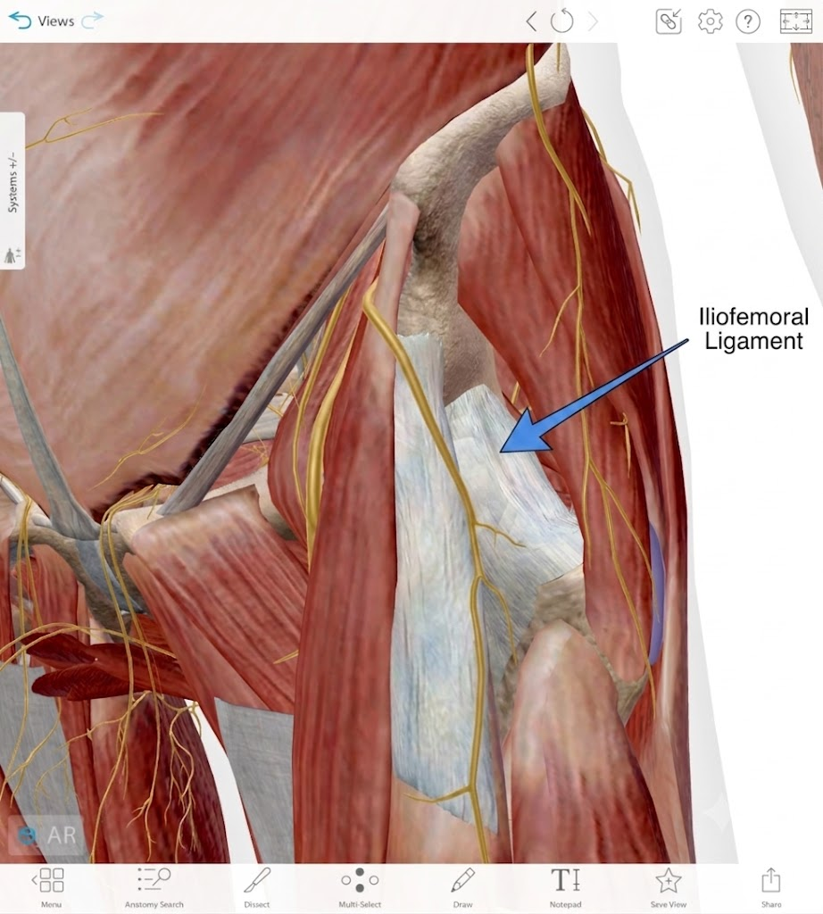 iliofemoral ligament